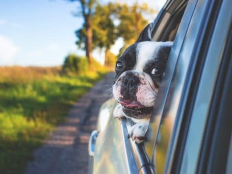 Driver enjoying a road trip
